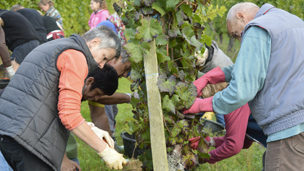 Vendanges