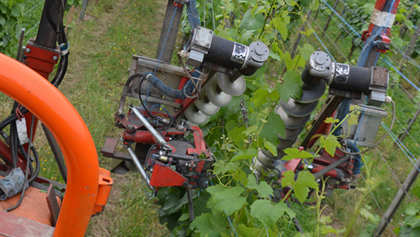 palissage de la vigne