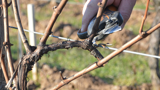 taille de la vigne