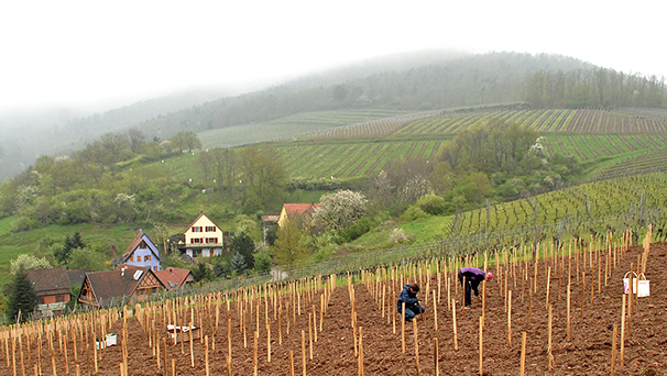 plantation de vignes