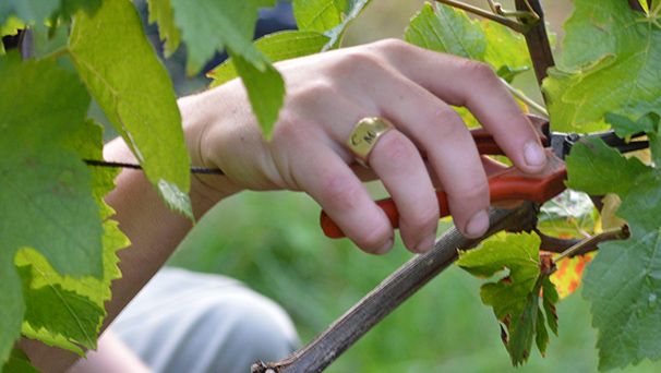 vendanges Pinot Noir