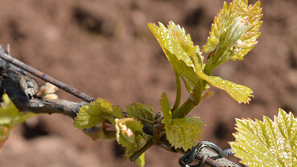 débourrement pinot auxerrois